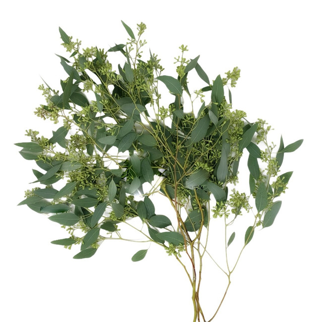 Eucalyptus Seeded tutuli