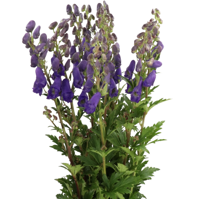 Monkshood holl