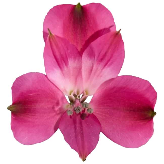 Alstro Hot Pink Sel BM