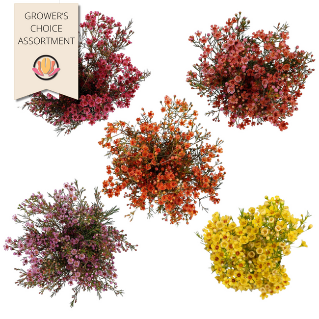 Waxflower Fall Assortement (x 14 pack) misty