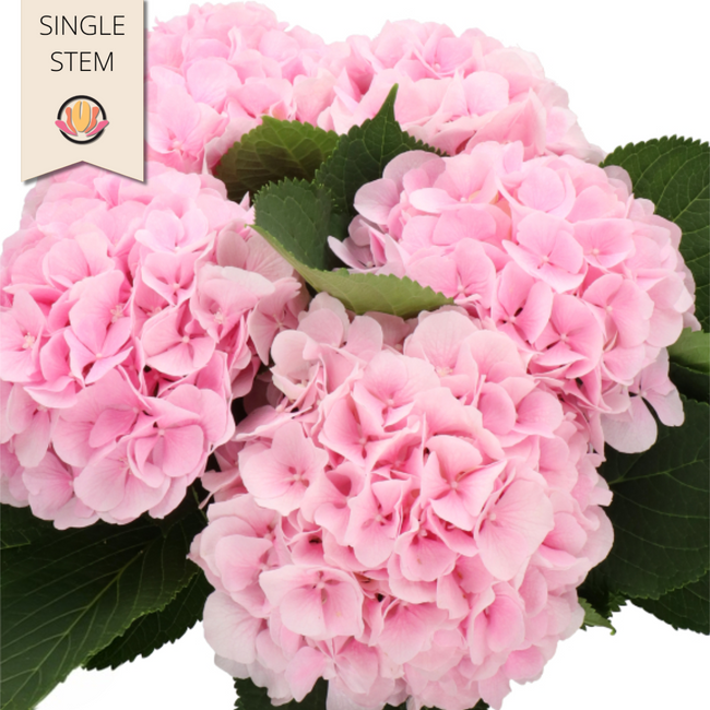 Hydrangea Verena LtPk (st) holl