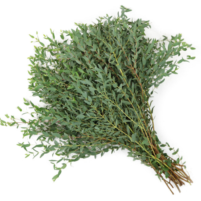 Eucalyptus Parvafolia fbi