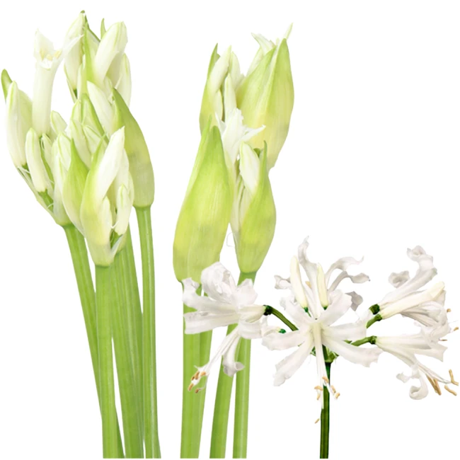 Nerine White HOLL