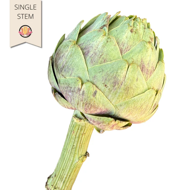 Artichokes Green tutuli