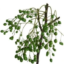 Chinaberry mellano