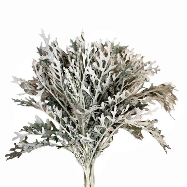 Dusty Miller Lacey f.c.