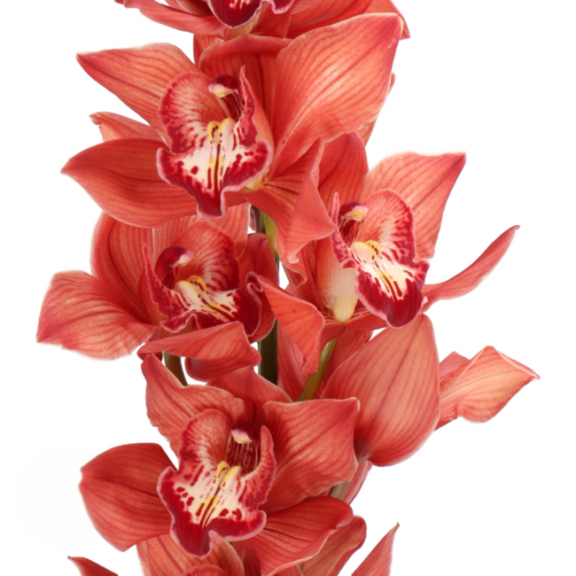 Cymbidium Priwine