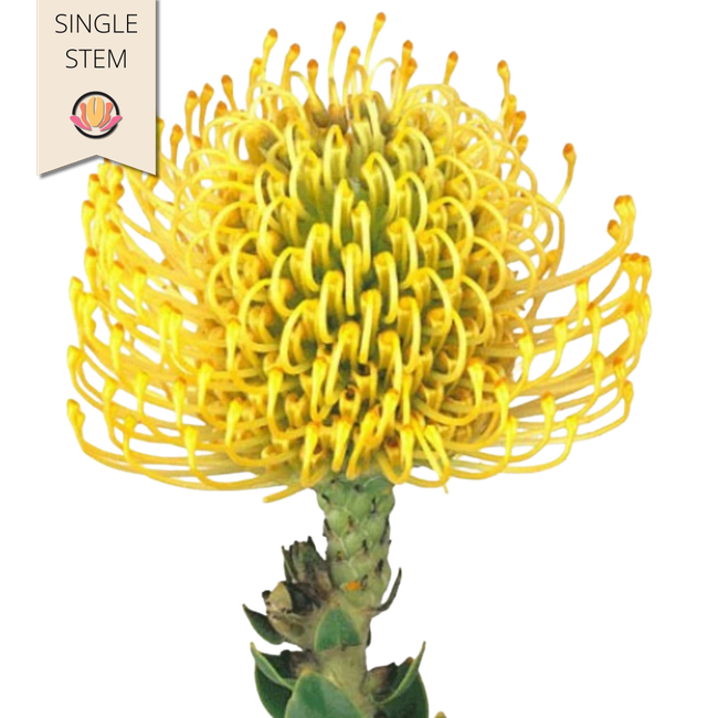 Pins Yellow BELLA stem