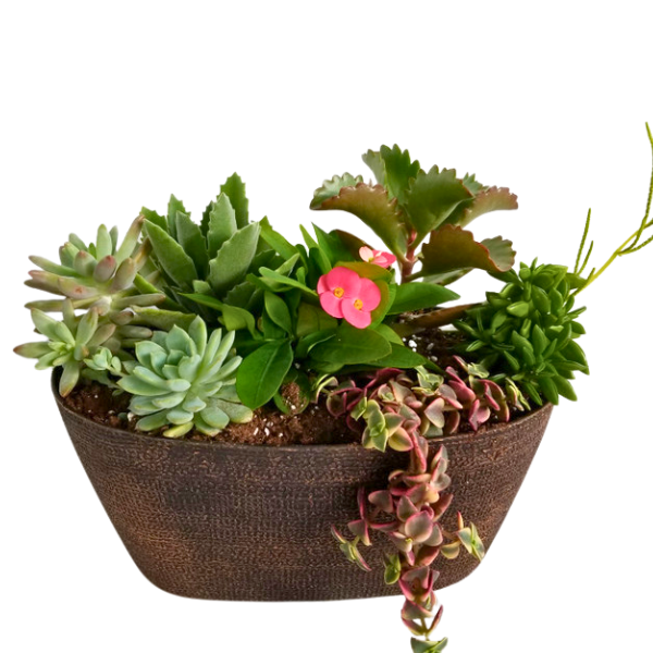 10" SUCCULENT GARDEN 