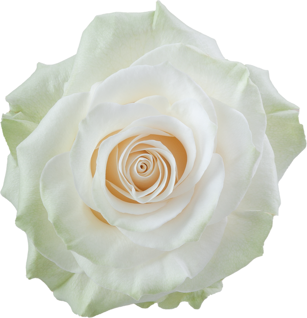 Rose Mondial 80cm rprima