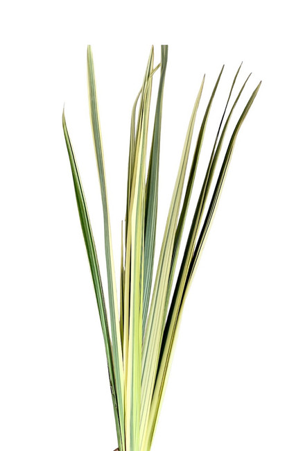 Flax Varigated