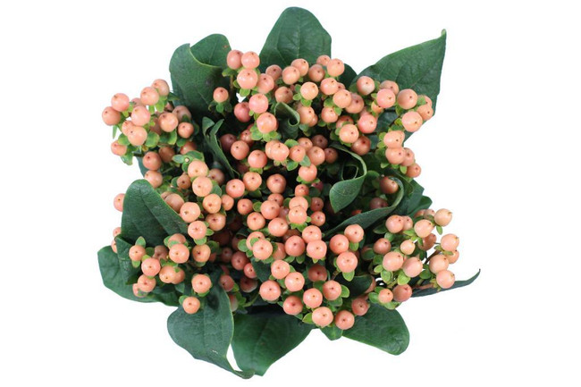Hypericum Spray Mellow Romanc 60cm