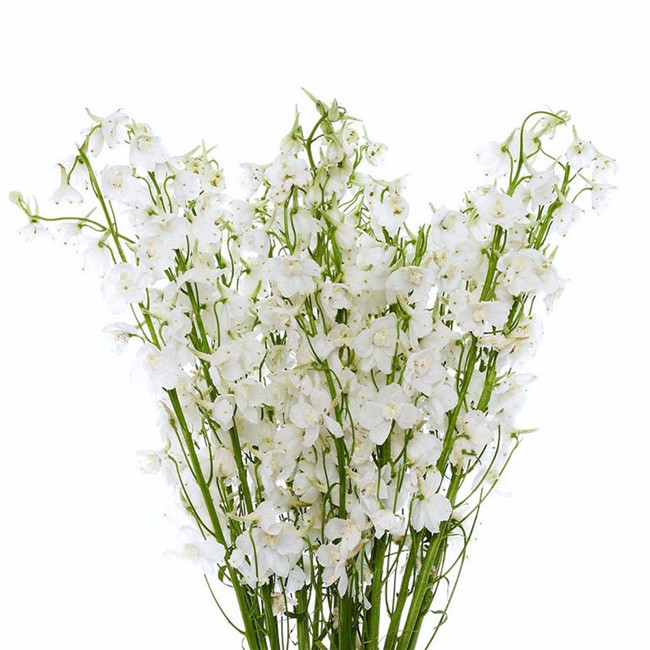 Delph White fresca