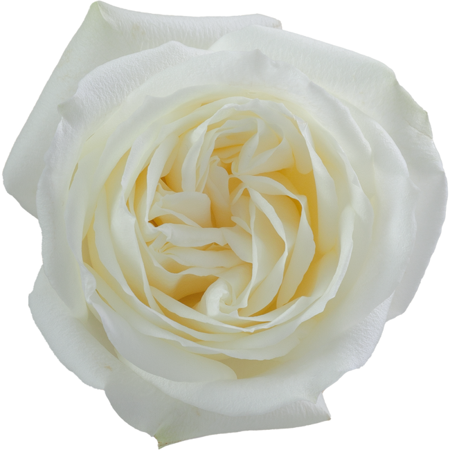 Rose Polo 70cm rprima