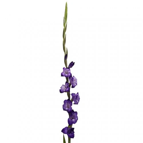 Glad Med Purple cal
