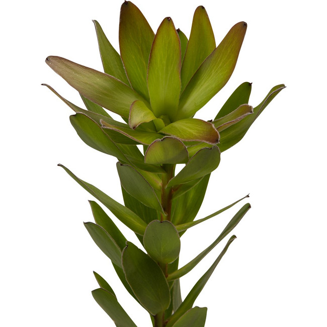 Leuca. Goldstrike fbi