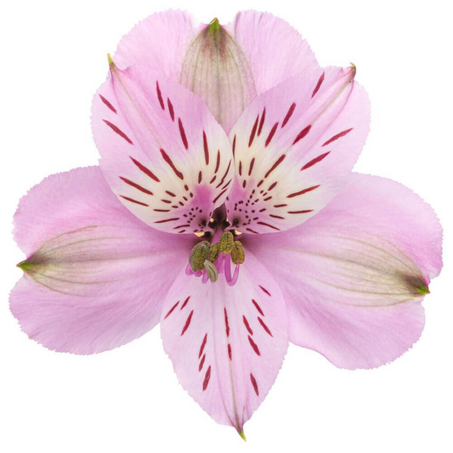 Alstro. Lavender bmark sel