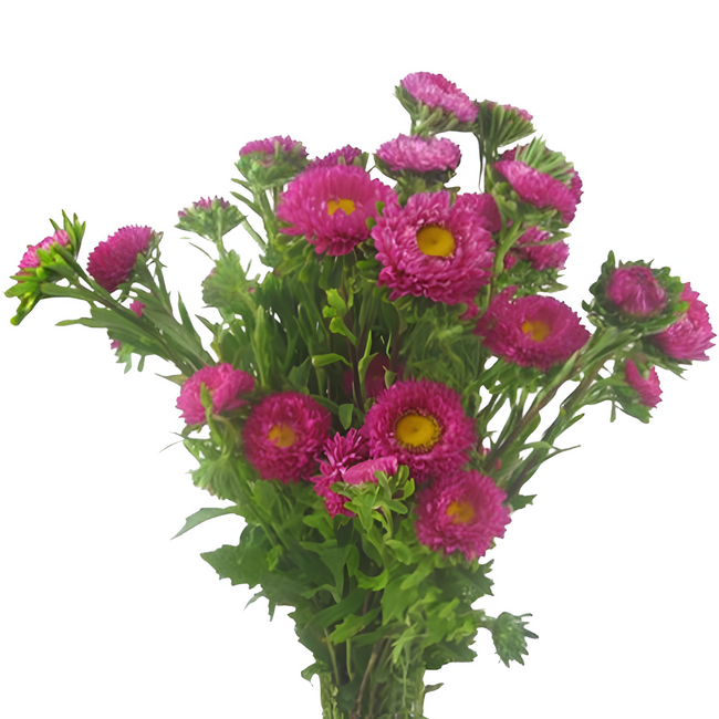 Aster Matsu HotPk continental