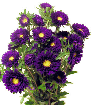 Aster Matsu Purple continental