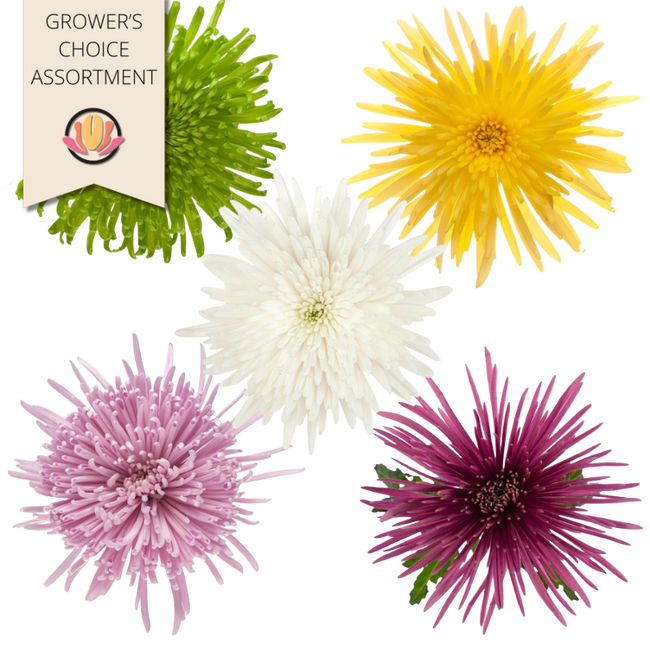 Mum Delistar Assortment (9case), Sole