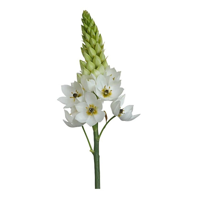 Star Of Beth White misty