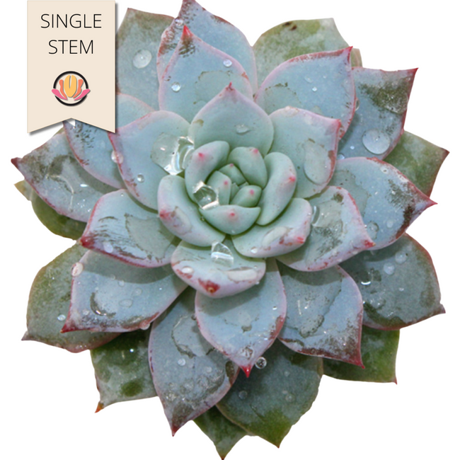 Succulent Bluebird holl(st)