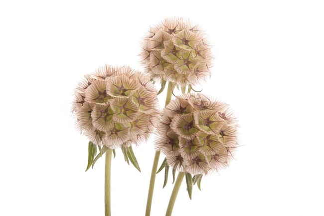 Scabiosa Pods sole
