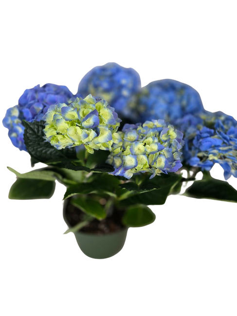 8" BLOOMING HYDRANGEA