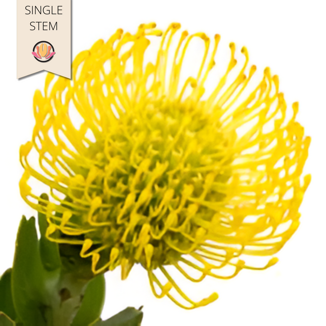 Pins High Gold holex (stem)