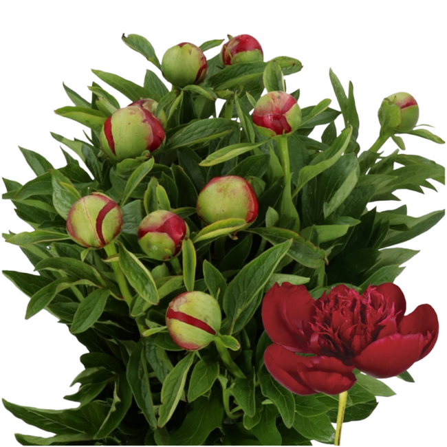 Peony Red Charm holl 