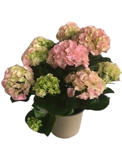 6" BLOOMING 5BL PINK HYDRANGEA