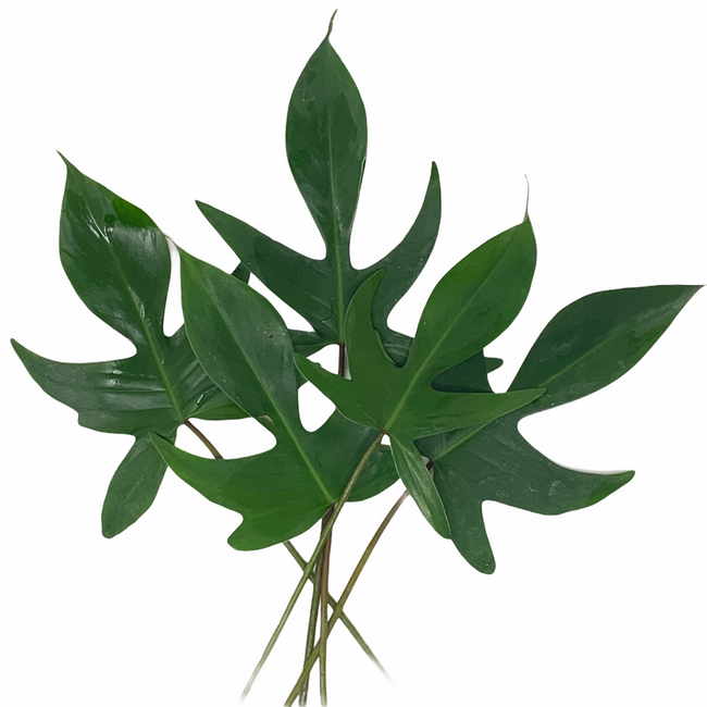 Xanadu Green evergreen