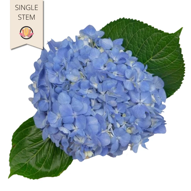 Hydrangea Shocking Blue fresca