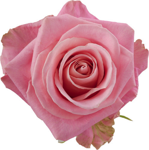 Rose Hermosa 60cm rfi