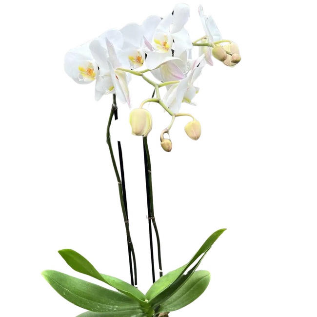 5" BLOOMING WHITE DBL PHAL