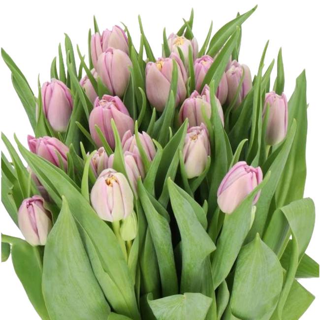 Tulip Dbl Lavender holl