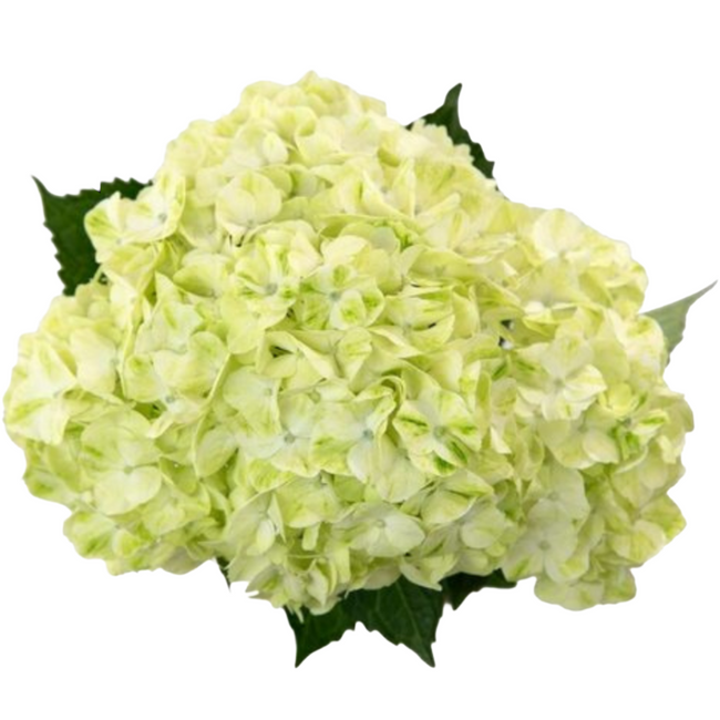 Hydrangea Mojito hydraflor (stem)