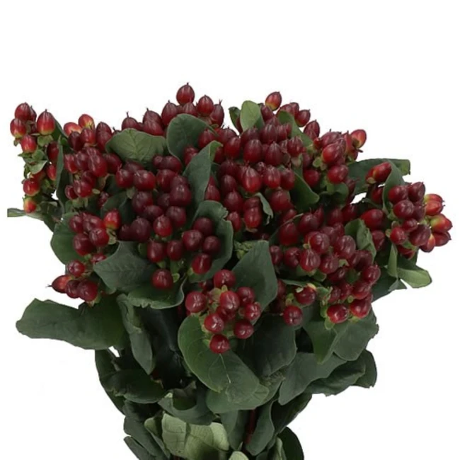 Hypericum - Rocky Romance Spray 60cm, FC