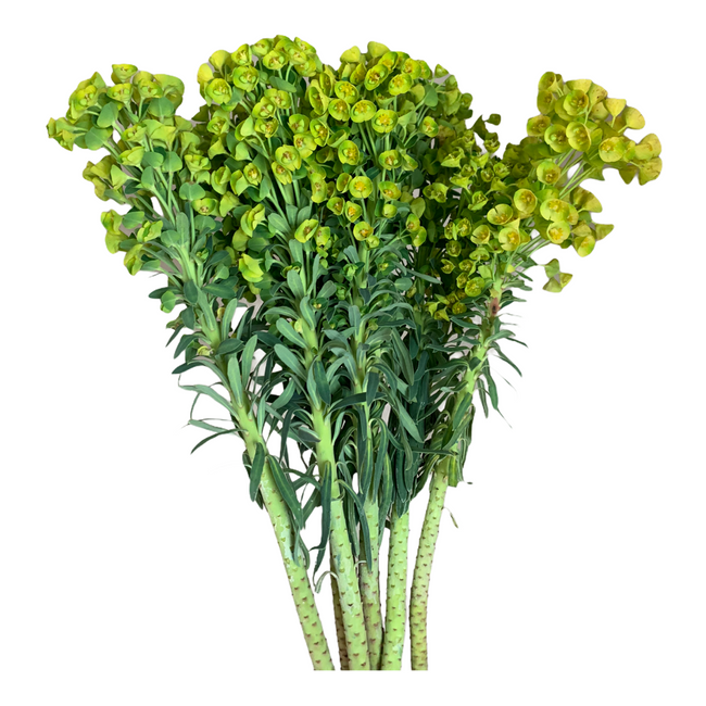 Euphorbia Dogeye mellano