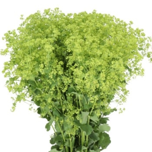 Alchemilla Robustica holl