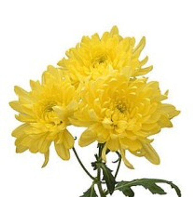 Pom Cushion Yellow sole