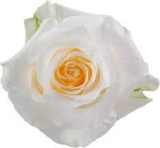 Rose Creme DeLa Creme 40cm tes