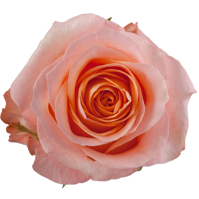 Rose CoralReef 50cm rfi