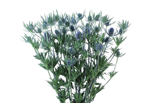 Eryngium Blue Dyna. 60cm f.c.