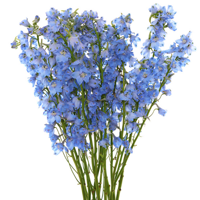 Delph. SkyBlue 80/90cm rio