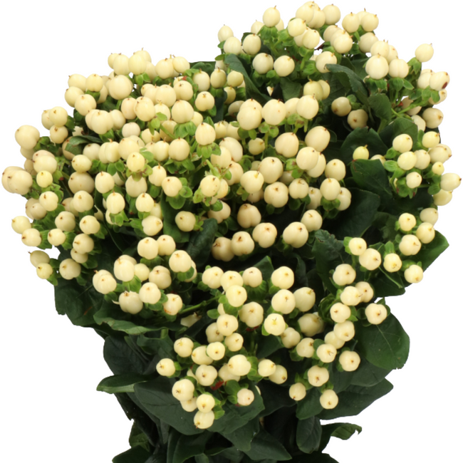Hypericum CoolRomance 60cm f.c