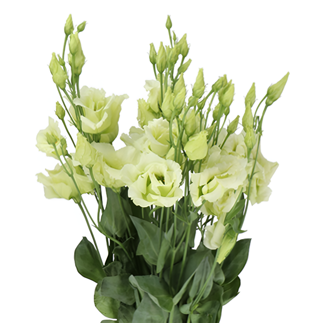 Lisianthus Green holl