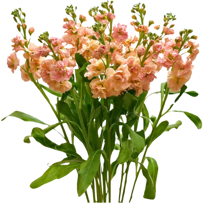 Stock Peach sing