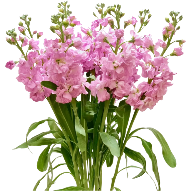 Stock Pink Singing