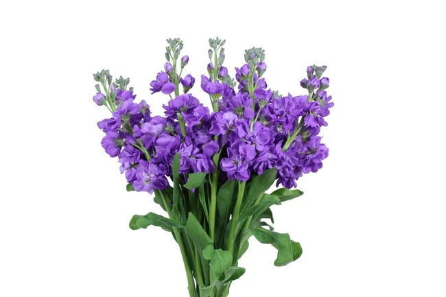 Stock Purple sing
